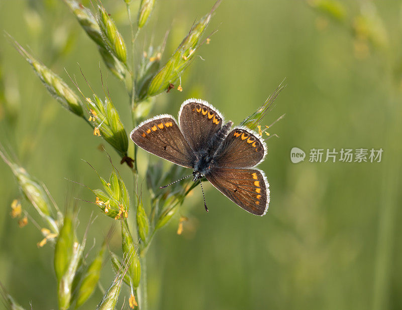 棕色阿格斯(Aricia agestis)蝴蝶在阳光下张开翅膀栖息在植被上的特写图像。